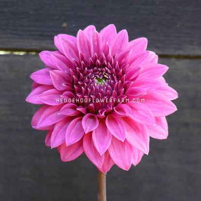 Dahlia - Rooted Cutting - Bloomquist Ruby