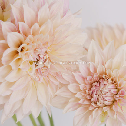 Dahlia - Rooted Cutting - Cafe Au Lait