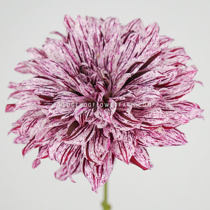 Dahlia - Rooted Cutting - Hollyhill Bewitched