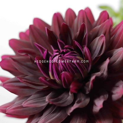 Dahlia - Rooted Cutting - Hollyhill Black Beauty