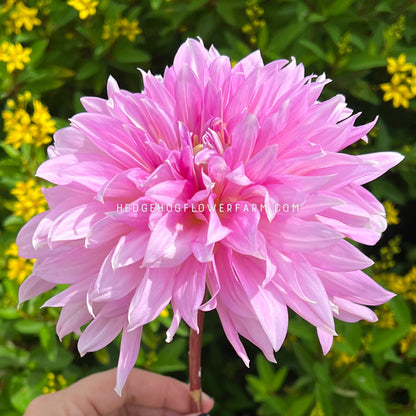 Dahlia - Rooted Cutting - Lavender Perfection