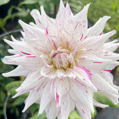 Dahlia - Rooted Cutting - Mick's Peppermint