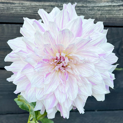 Dahlia - Rooted Cutting - Mom's Special