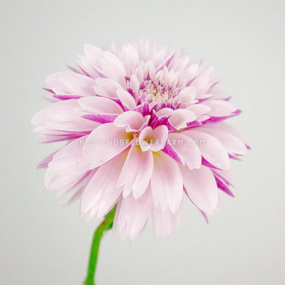 Dahlia - Rooted Cutting - Salish Twilight Girl