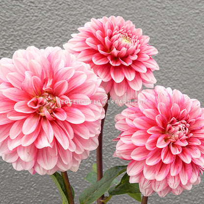 Dahlia - Rooted Cutting - Strawberry Cream