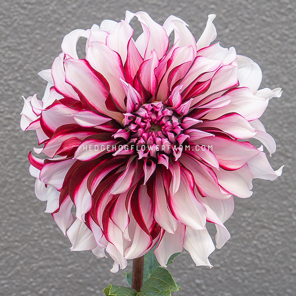 Dahlia - Rooted Cutting - Tartan