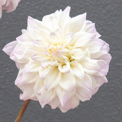 Dahlia - Rooted Cutting - Who Me?