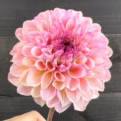 Dahlia - Rooted Cutting - Wine Eyed Jill
