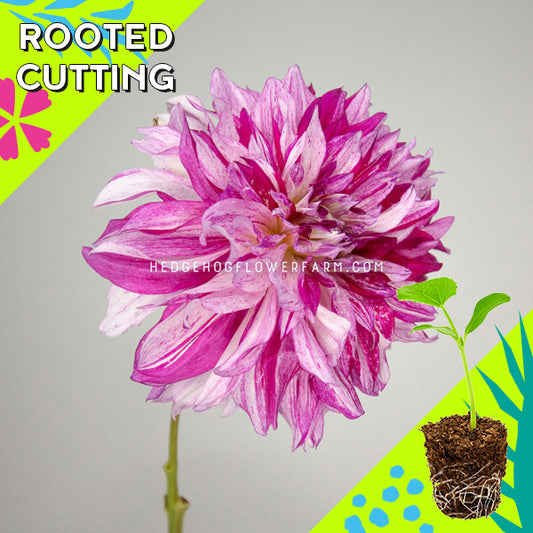Dahlia - Rooted Cutting - AC Paint