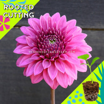 Dahlia - Rooted Cutting - Bloomquist Ruby