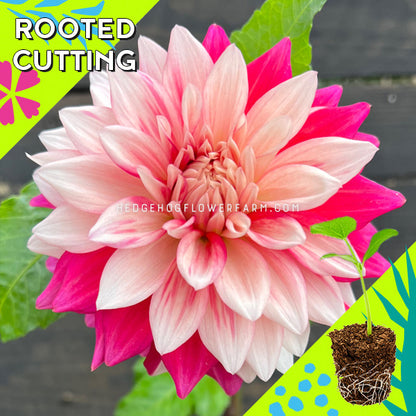 Dahlia - Rooted Cutting - Coseytown Deville