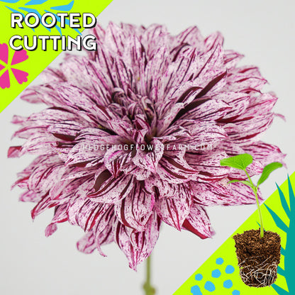Dahlia - Rooted Cutting - Hollyhill Bewitched