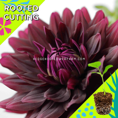 Dahlia - Rooted Cutting - Hollyhill Black Beauty