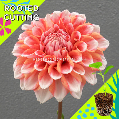 Dahlia - Rooted Cutting - Hollyhill Orange Ice