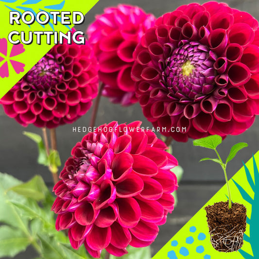 Dahlia - Rooted Cutting - Ivanetti
