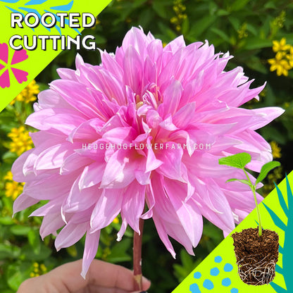 Dahlia - Rooted Cutting - Lavender Perfection