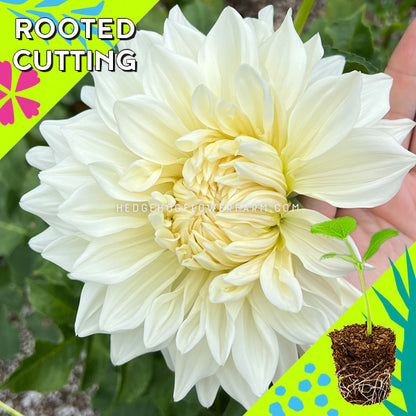 Dahlia - Rooted Cutting - Lula Pattie