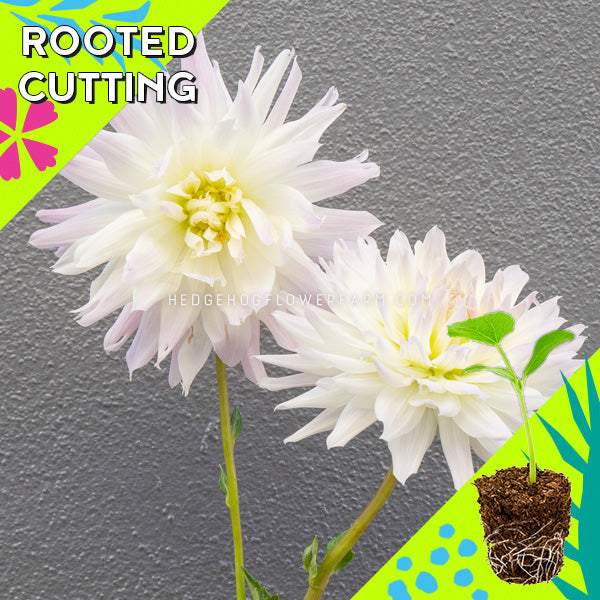 Dahlia - Rooted Cutting - Magic Moment