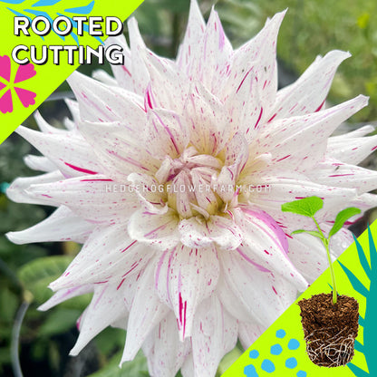 Dahlia - Rooted Cutting - Mick's Peppermint