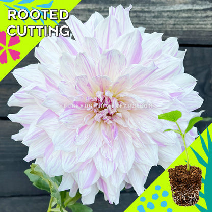 Dahlia - Rooted Cutting - Mom's Special