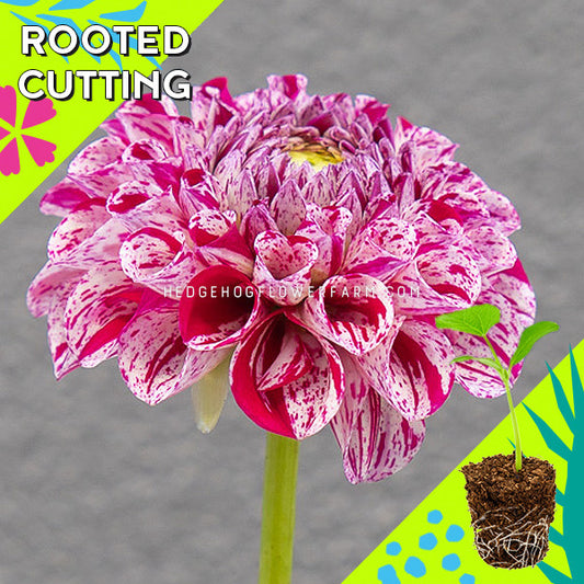 Dahlia - Rooted Cutting - Ms Zelda
