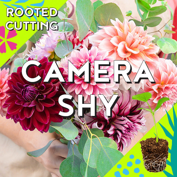 Dahlia - Rooted Cutting - Iceberg