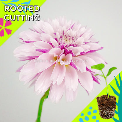 Dahlia - Rooted Cutting - Salish Twilight Girl
