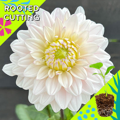 Dahlia - Rooted Cutting - Silver Years