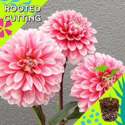 Dahlia - Rooted Cutting - Strawberry Cream