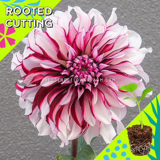 Dahlia - Rooted Cutting - Tartan