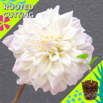 Dahlia - Rooted Cutting - Who Me?