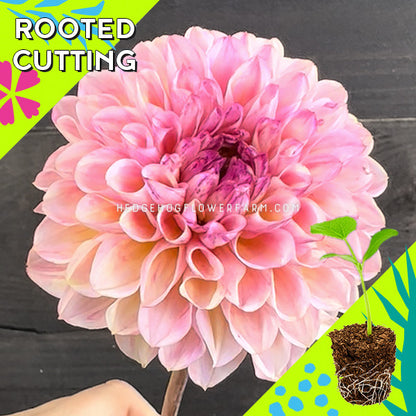 Dahlia - Rooted Cutting - Wine Eyed Jill