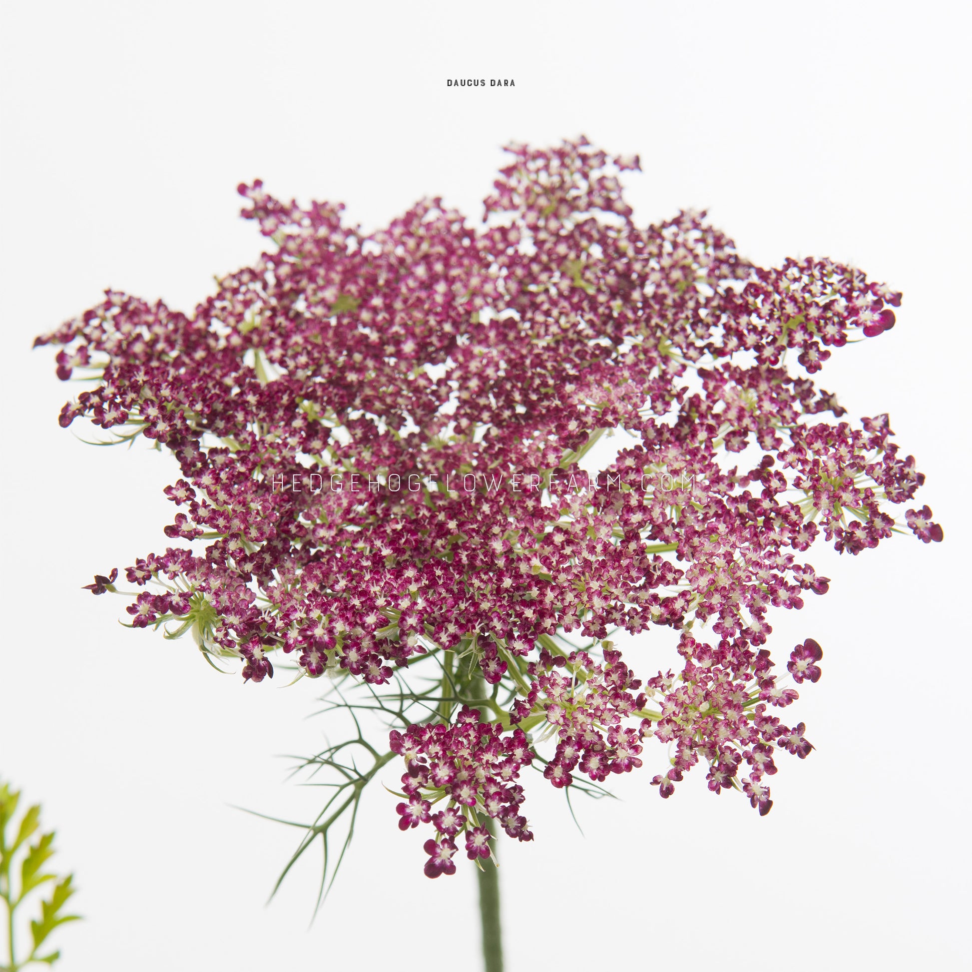 Close-up photo of Daucus Dara in bloom showing a umbel cluster of tiny flowers blooming in shades of red, purple and brown against a white background.