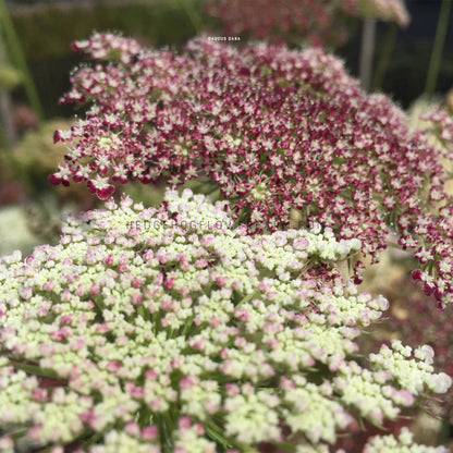 Close-up photo of two Daucus Dara in bloom showing umbel clusters of tiny flowers blooming with one in shades of red, purple and brown and the other showing off pink and white blooms with other daucus flowering in the background.