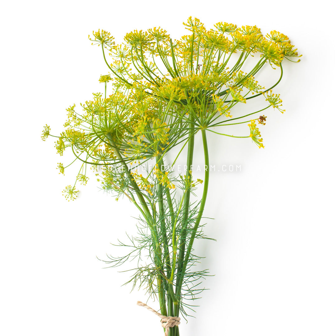 Bouquet Dill Seeds | Great for Filler Foliage in Bouquets ...