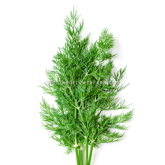 Fernleaf Dill Seeds