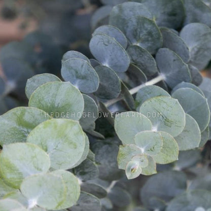Up close image of Eucalyptus Baby Blue Bouquet (eucalyptus pulverulenta). green and blue leaves.