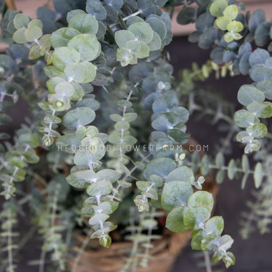 very up close image of Eucalyptus Baby Blue Bouquet (eucalyptus pulverulenta). green and blue leaves.