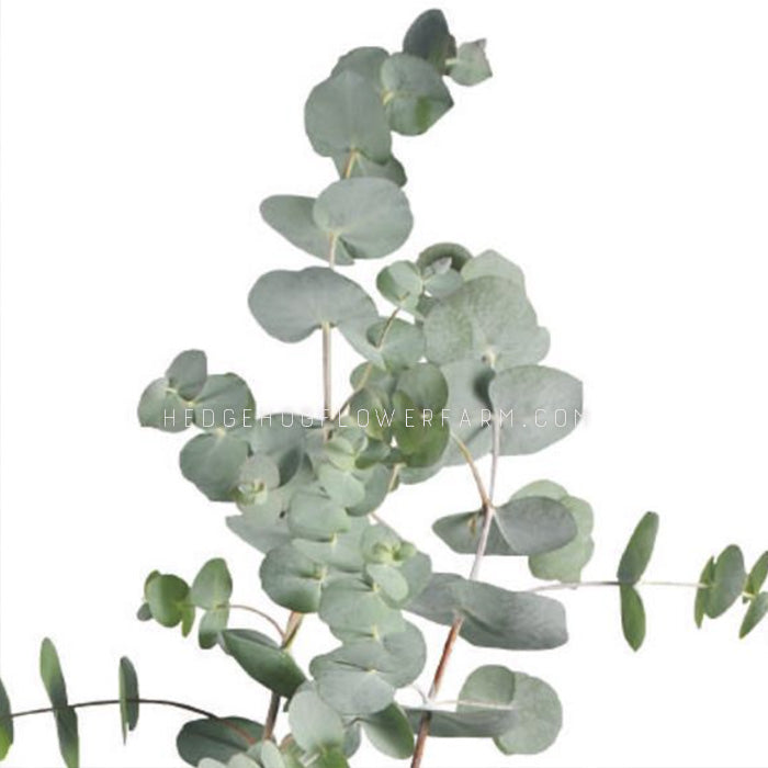 far away image of Eucalyptus Baby Blue Bouquet (eucalyptus pulverulenta). green and blue leaves.