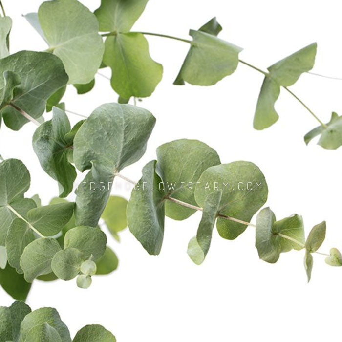 up close image of Eucalyptus Silver Dollar (eucalyptus cinerea). small green leave.