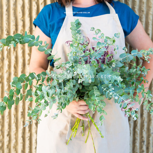 Close-up photo of Eucalyptus Silver Dollar cut into multiple stems, arranged in bouquet fashion showing many rounded leaves in shades of blue and green, being held with one hand by someone posing behind it in a beige apron against a beige wall.