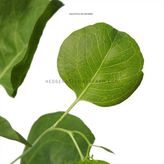 Close-up photo of eucalyptus polyanthemos red box leaf showing a green thin, round leaf coming off of a skinny stem with other leaves attached on a white background