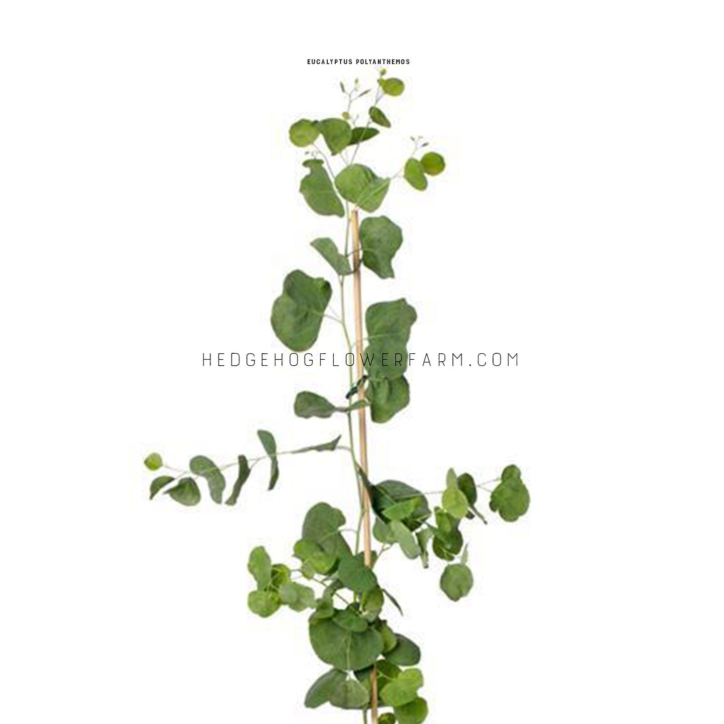 Photo of eucalyptus polyanthemos red box plant growing upwards supported by a bamboo pole showing a number of thin, round green leaves attached to a skinny stem against a white background.