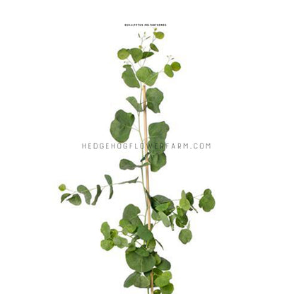 Photo of eucalyptus polyanthemos red box plant growing upwards supported by a bamboo pole showing a number of thin, round green leaves attached to a skinny stem against a white background.