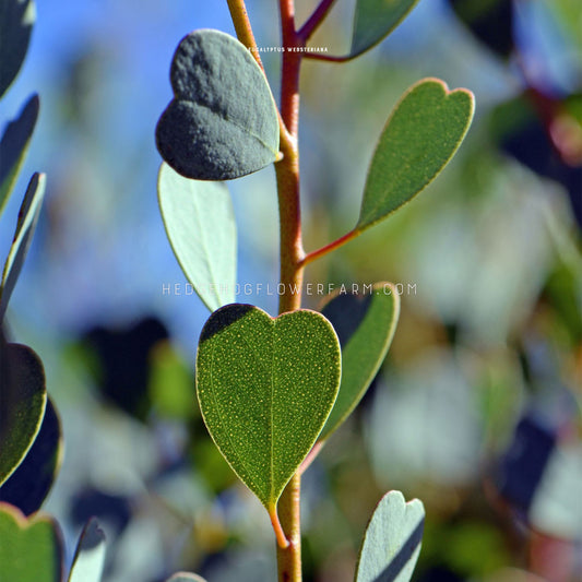 Close-up photo of eucalyptus websters mallee branch showing off alternating heart shaped leaves in green tones on a red branch