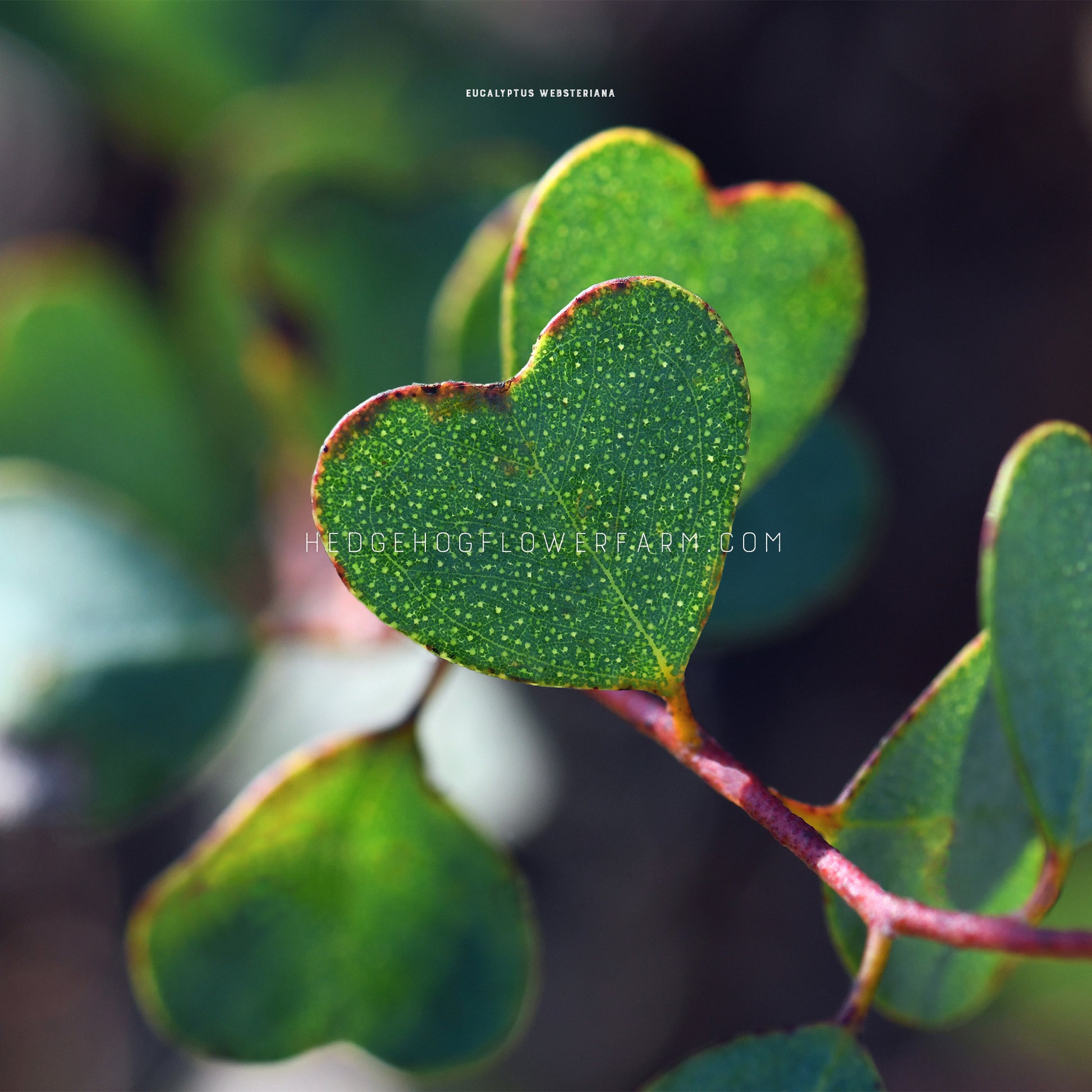 Close-up photo of eucalyptus websters mallee branch showing off a heart shaped leaf in green tones on a red branch