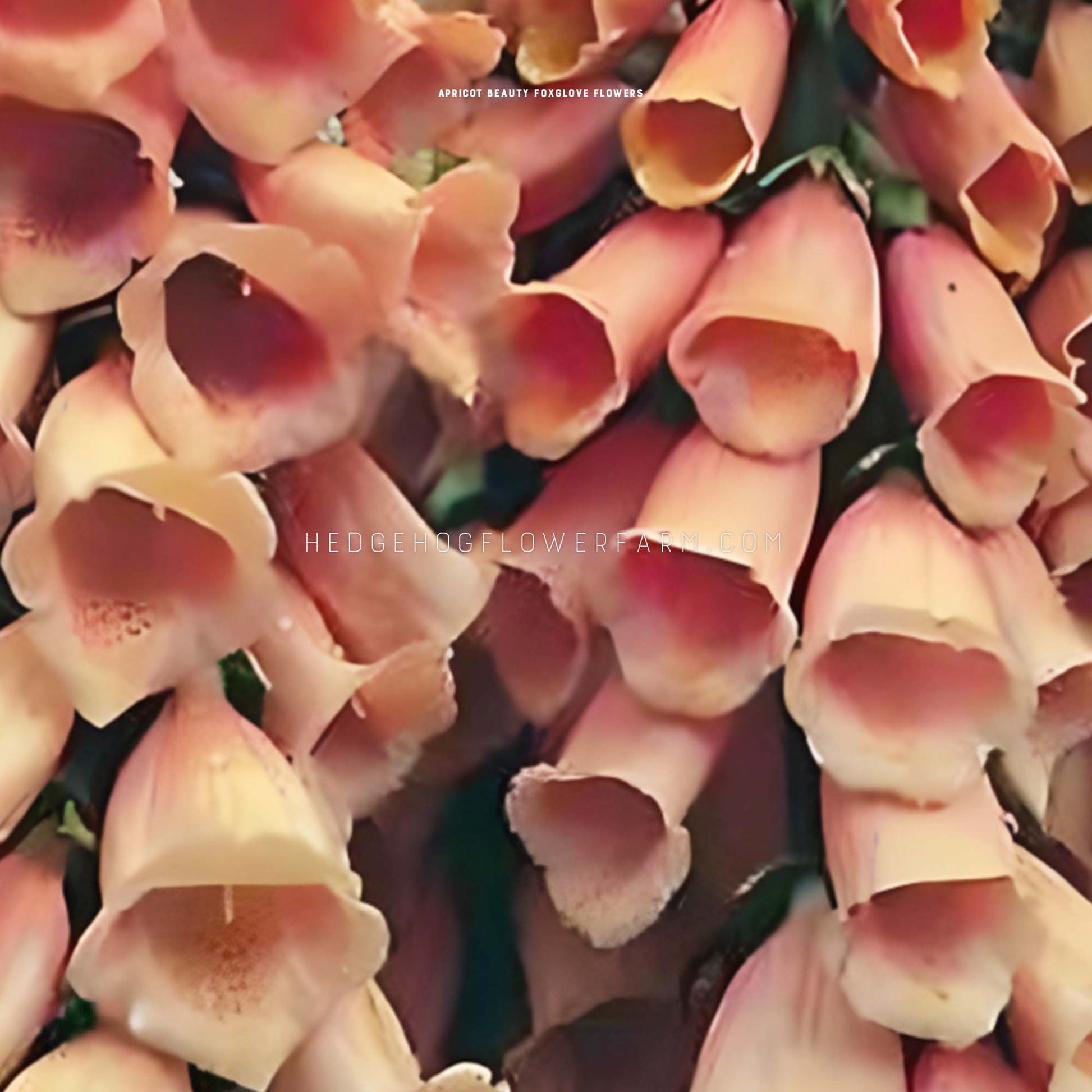 Apricot Beauty Digitalis for sale from Hedgehog Flower Farm
