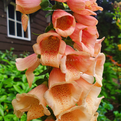 Apricot Beauty Digitalis for sale from Hedgehog Flower Farm
