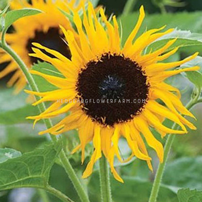Upclose image of yellow frilly sunflower