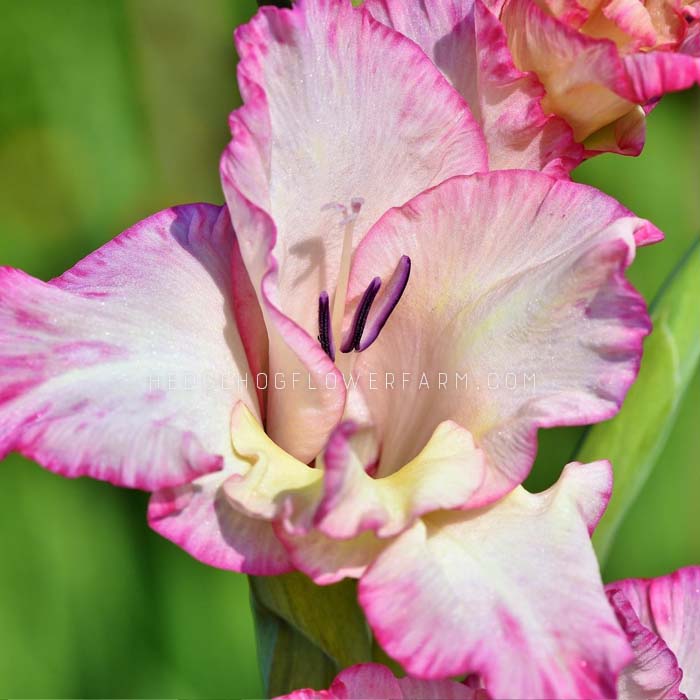 Gladiolus Priscilla - 10 Bulbs